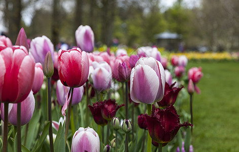 图利普花园场地文化白色季节郁金香植物群红色紫色季节性植物学图片
