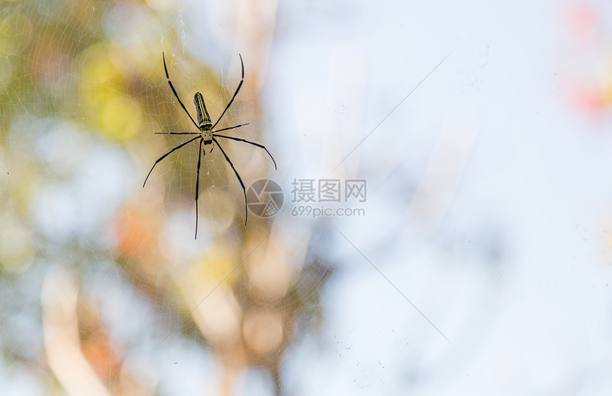 网上蜘蛛水晶花园昆虫野生动物背景圆圈陷阱插图宏观网络图片