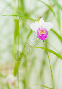 白背景上的白凡达兰花绿色蓝色花瓣白色美丽植物叶子热带礼物花束图片