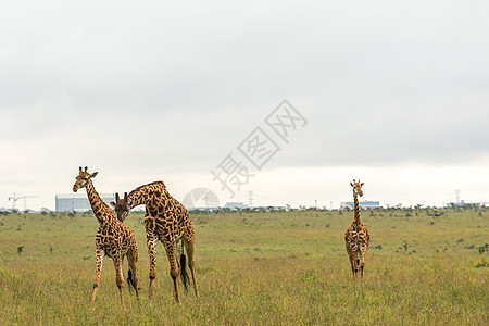 肯尼亚的Giraffe家庭哺乳动物场地大草原荒野棕色动物食草野生动物旅游草食性图片