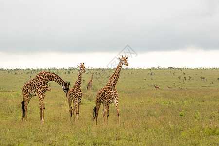 肯尼亚的Giraffe家庭棕色旅游游戏长颈食草动物草食性公园栖息地荒野图片