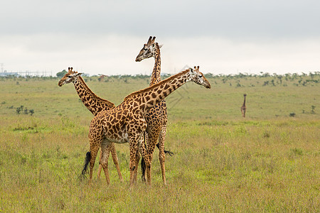 肯尼亚的Giraffe家庭绿色公园棕色荒野野生动物动物草食性食草场地旅行图片