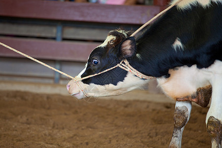牛仔脱衣奶牛绳索活动竞赛家畜运动小马脚跟竞争小牛竞争者图片