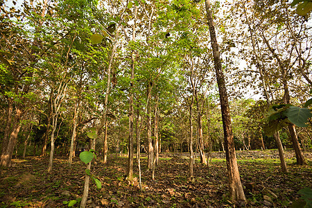 热带雨林景观林地水分场景苔藓季节农村环境晴天树木森林图片