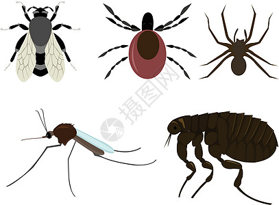 昆虫蚊子跳蚤卡通片螨虫翅膀害虫蜘蛛图片