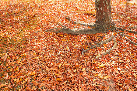 树叶黄色季节田园干叶植物森林风光叶子公园树根图片