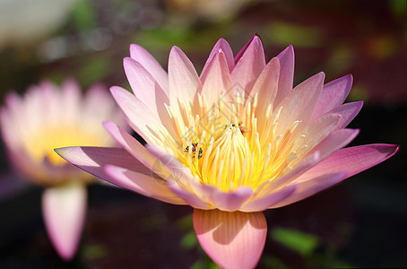 粉红莲花 里面有蜜蜂图片