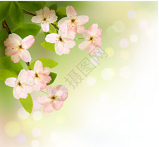 春春背景 树上开花 早午餐 春花花园香气园艺脆弱性叶子宏观季节艺术植物天空图片