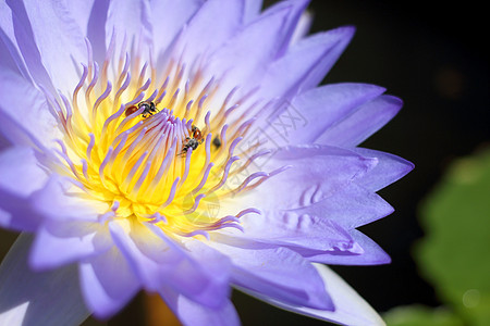 里面有蜜蜂的紧闭莲花池塘昆虫植物热带宏观花粉植物群荷花植物学美丽图片