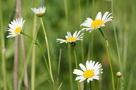 白色野生鲜花图片