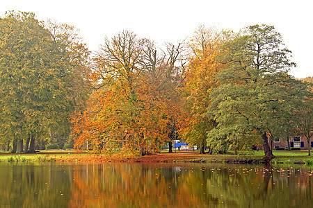倒在荷兰农村季节性树木树叶季节叶子图片