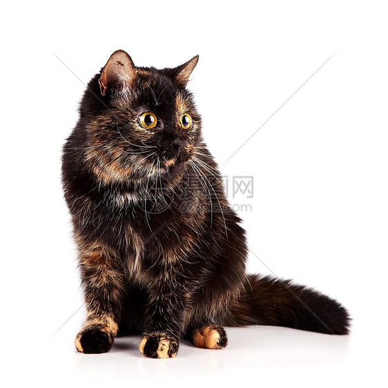 猫坐猫科动物脊椎动物食肉尾巴爪子虎斑毛皮眼睛头发宠物图片