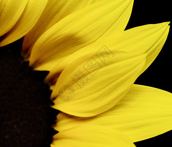美丽的黄向日葵花粉宏观阳光活力植物农业圆圈植物群圆形种子图片
