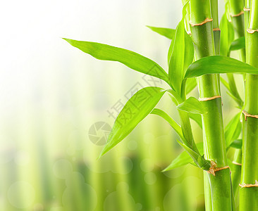 带复制空间的竹布背景热带边界生活园艺文化竹子温泉叶子花园生长图片