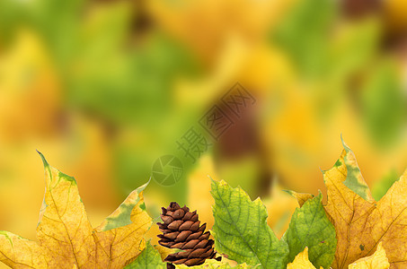美丽的秋天背景 有木叶木头拼贴画橙子静脉灯光叶子季节植物宏观森林图片