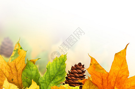 美丽的秋天背景 有木叶叶子横梁植物金子季节拼贴画灯光太阳橙子框架图片