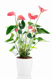 美丽的Anthedesia绿色黏土盆栽粉色制品棕色陶瓷花园园艺叶子图片