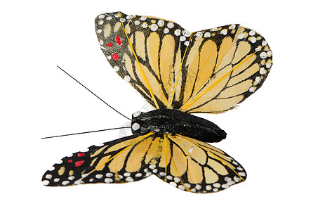人工蝴蝶白色天线黄色翅膀收藏生物学昆虫宏观工艺花园图片