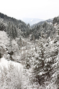 冬季风景季节木头童话白色天气国家森林降雪图片