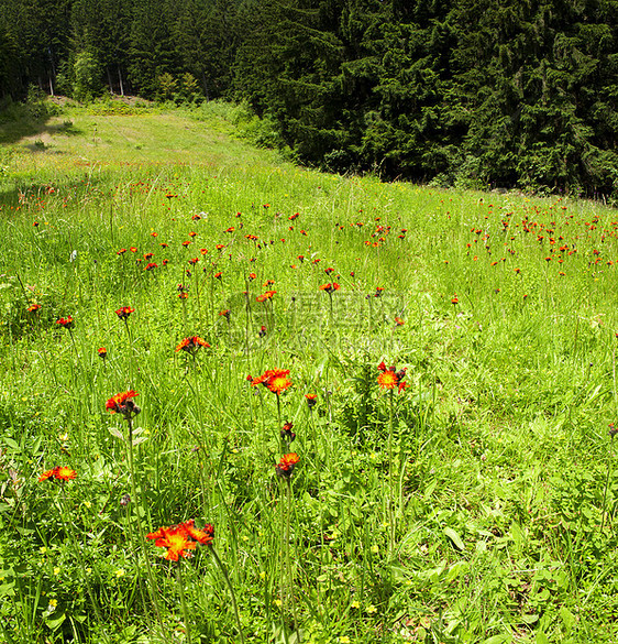 山区地貌绿色树木山脉风景远景松树草地花朵黄色生长图片