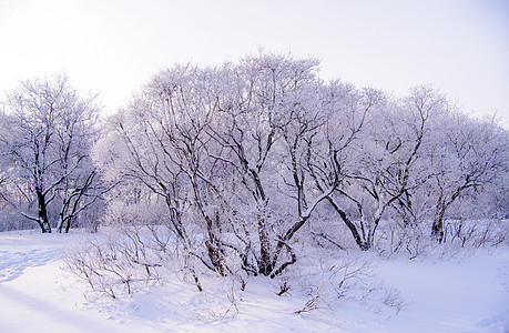 雪中冬季森林 树枝上有冻霜图片