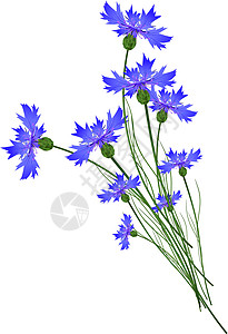 向向曲蓝色野花花束季节植物花园图片