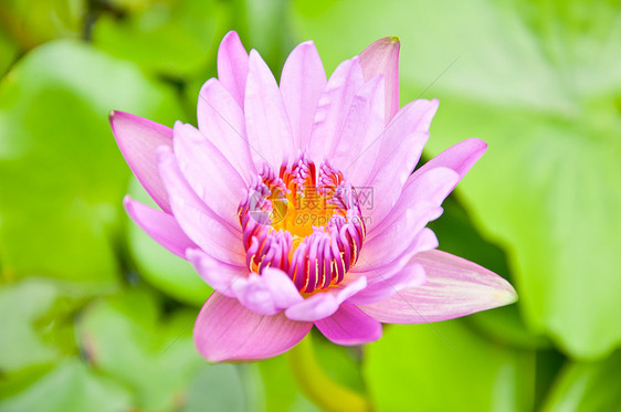 紫罗玉粉色植物植物群紫色美丽绿色百合花园花瓣植物学图片