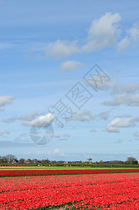 荷兰的郁金香和风车灯泡地标花朵红色花园场地农业图片