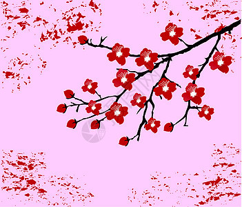红樱花花花瓣白色樱花粉色植物学插图季节天空植物花园图片