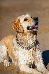 黄金寻金猎犬停留动物训练哺乳动物犬类鼻子快乐微笑耳朵图片