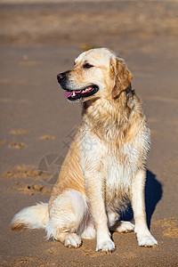 黄金寻金小狗有素鼻子犬类耳朵毛皮停留哺乳动物快乐宠物图片