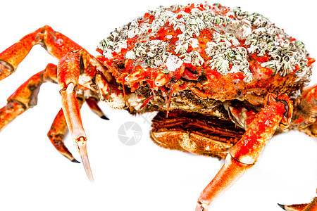 蜘蛛蟹动物红色生活美食螃蟹海鲜烹饪海洋食物野生动物图片