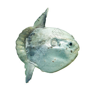 被囚禁的大洋太阳鱼Mola Mola游泳水族馆珊瑚栖息地海洋馆蓝色荒野野生动物濒危动物图片