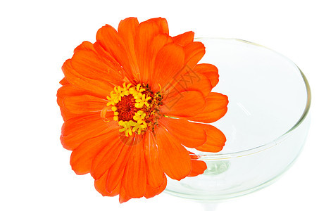 橘橙锌花花宏观美丽花园植物万寿菊风格照片植物学橙子季节图片