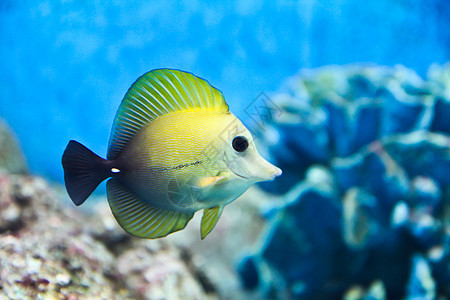水族馆里热带鱼类的照片热带蓝色野生动物潜水异国红色假期海龟海洋旅行图片
