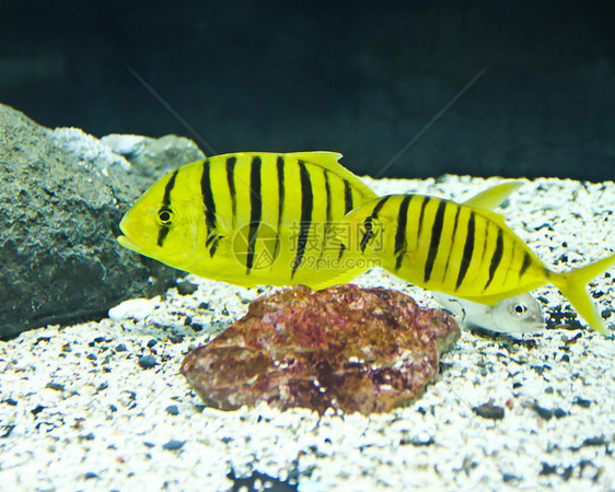 水族馆里热带鱼类的照片海洋潜水旅行假期情调蓝色异国热带红色荒野图片