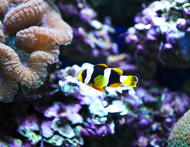 水族馆中的珊瑚礁和热带鱼类海绵热带鱼太阳光多样性荒野珊瑚野生动物环境蓝色阳光图片