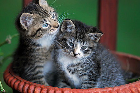 两只可爱的小猫在篮子里图片