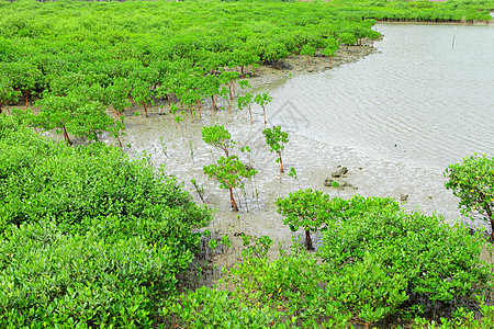 红树林野生动物河口植物荒野沼泽森林红树美丽叶子衬套图片