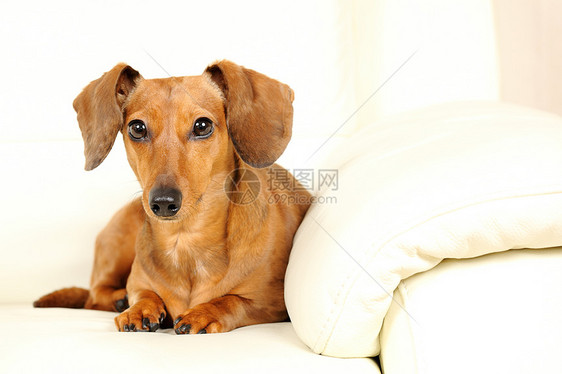沙发上的达尚狗白色爸爸宠物动物犬类食肉朋友儿子伴侣幼兽图片