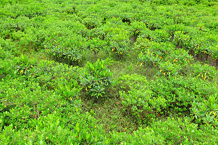 红红树林在香港根茎树木美丽红树沼泽野生动物植物海洋森林荒野图片