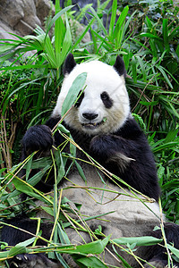 巨熊猫吃竹子丛林野生动物哺乳动物旅行森林牙齿危害热带叶子荒野图片