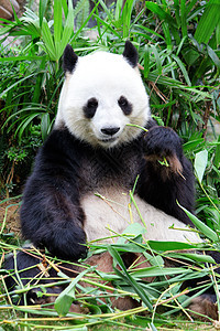 熊猫动物园绿色野生动物黑色配种保护竹子中心荒野濒危图片