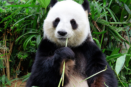 熊猫吃竹子动物园食物哺乳动物玩具国家荒野投标小狗野生动物叶子图片