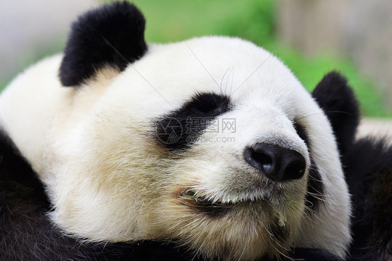 睡觉熊猫黑色长笛叶子濒危绿色音乐野生动物主义者动物园幼兽图片