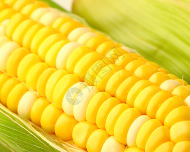 玉米营养食品蔬菜核心纤维饮食生活农场玉米芯棒子图片