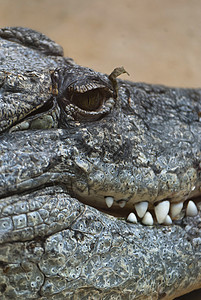 鳄鱼猎人爬虫皮革食肉危险捕食者野生动物动物眼睛热带图片