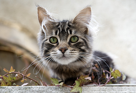 灰猫灰色眼睛动物虎斑绿色野猫宠物图片