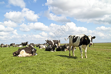 来自荷兰农村的牛群 母牛养牛场地动物草地奶牛绿色哺乳动物背景图片