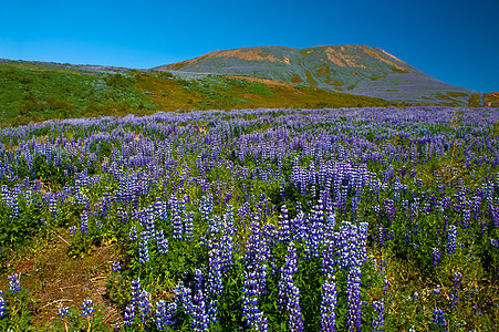 鲁邦和山岳草地侵入性风景植物花朵野花山脉蓝色半岛天空图片